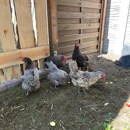 Haus An Der Spree * Friedland (Brandenburg)