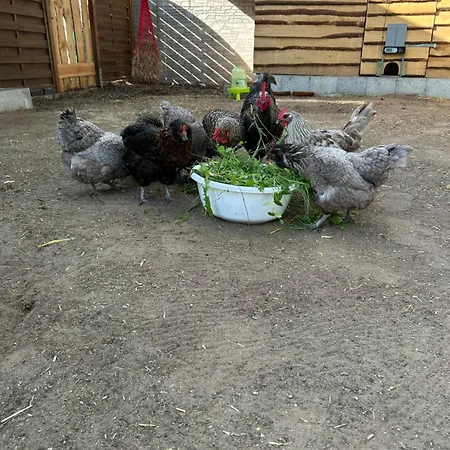 Haus An Der Spree * Friedland (Brandenburg)