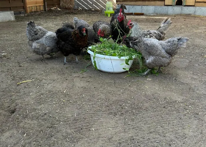 Haus An Der Spree * Friedland (Brandenburg)